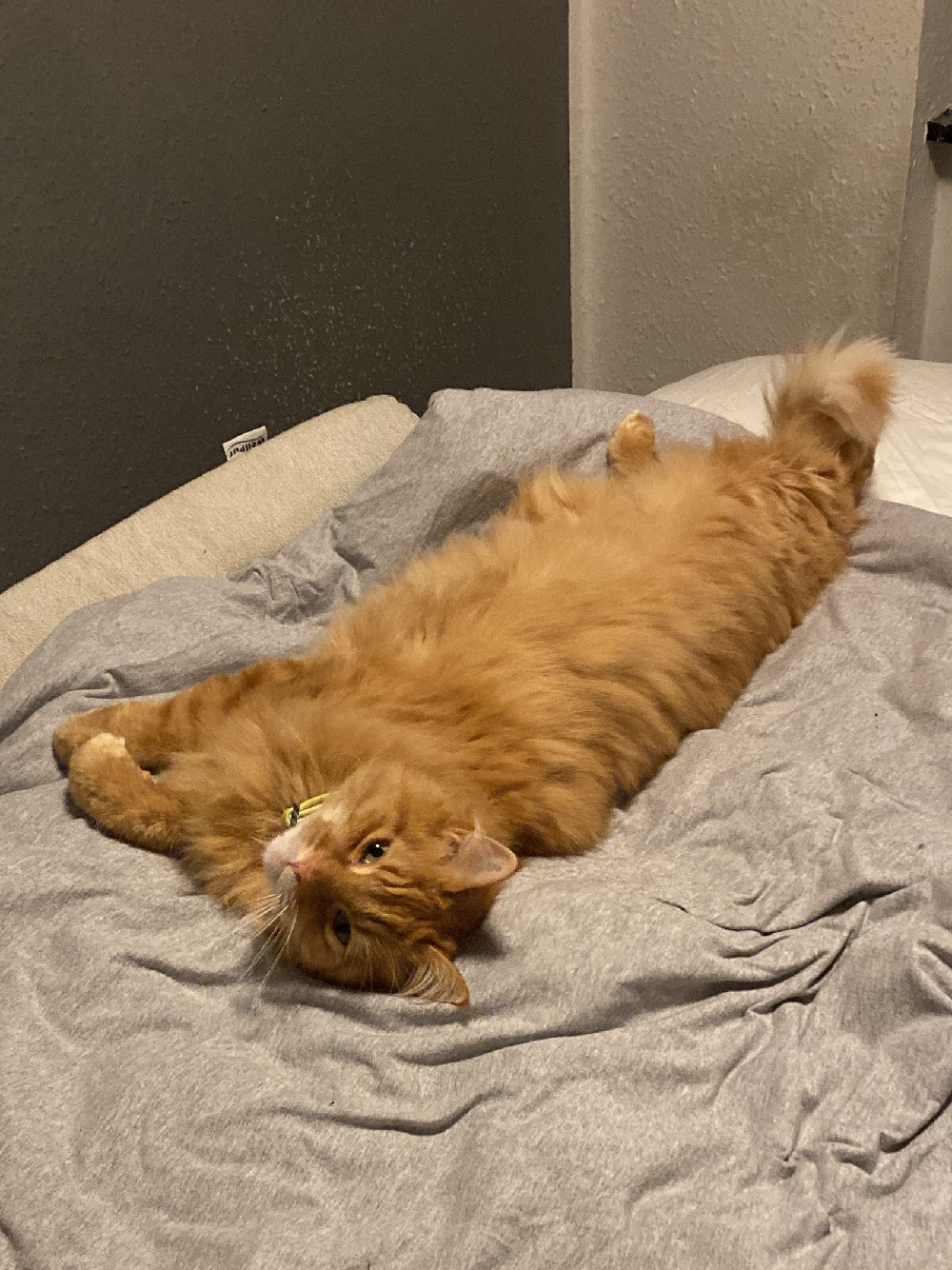 Katten Hugo